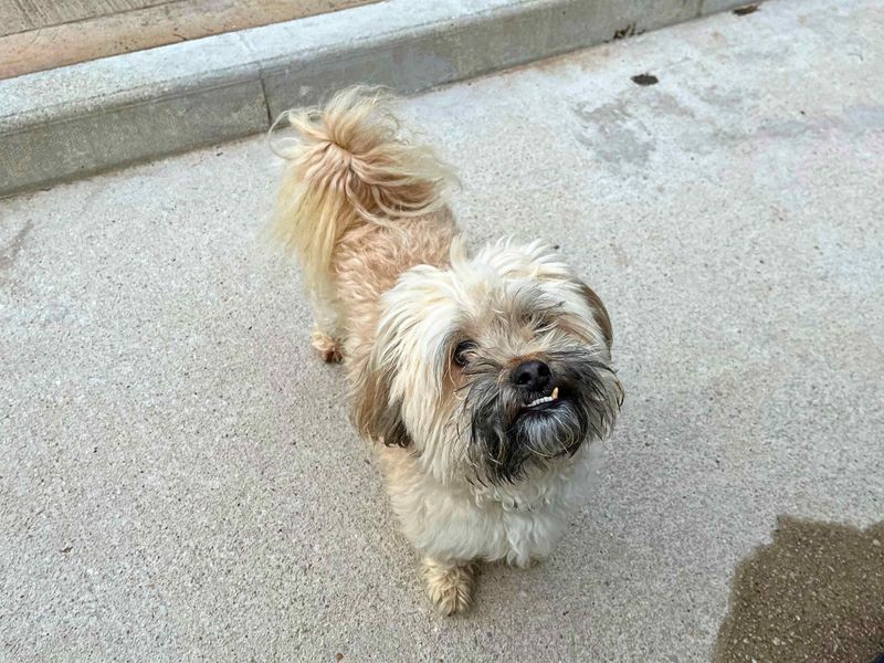 Coco | Shih Tzu | Manchester - 3