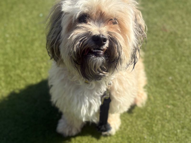 Coco | Shih Tzu | Manchester - 2