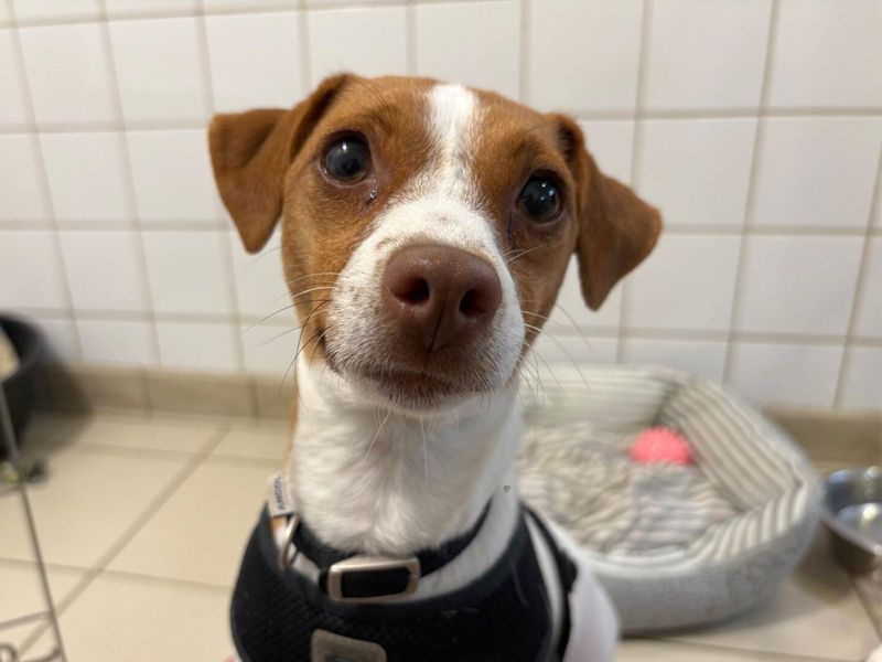 Jack Russell Terrier for adoption in Uxbridge, London – 1 year old