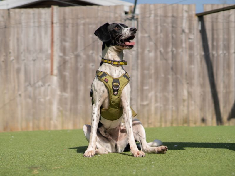 undefined | Retriever (Labrador) Cross | undefined - 4