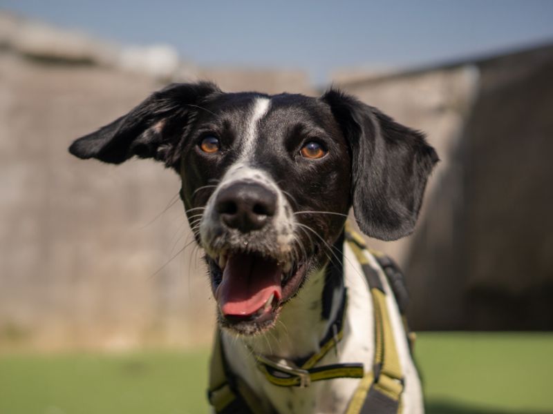 undefined | Retriever (Labrador) Cross | undefined - 3