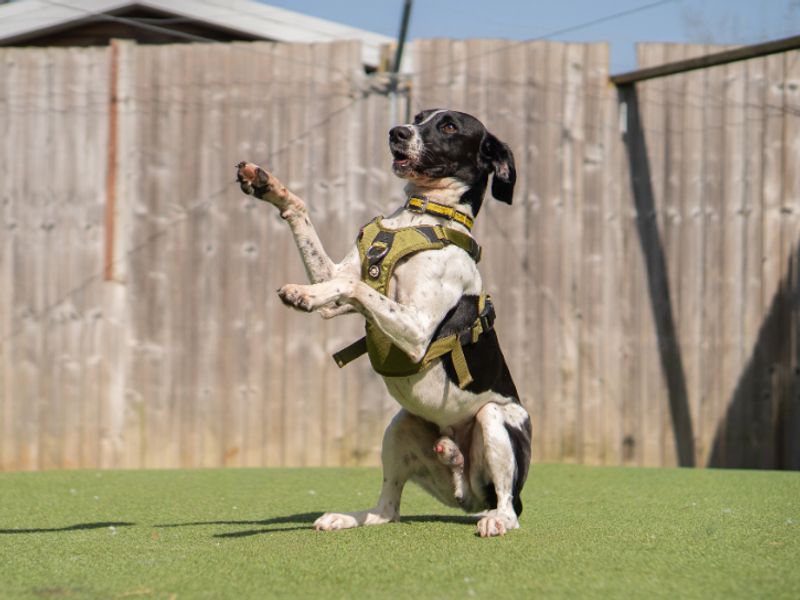 Woody | Retriever (Labrador) Cross | Kenilworth (West Midlands) - 1
