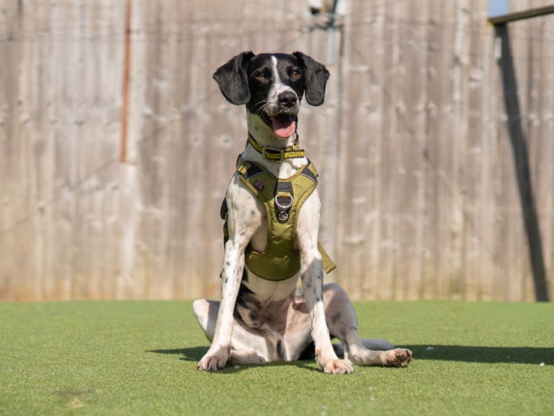 undefined | Retriever (Labrador) Cross | undefined - 2