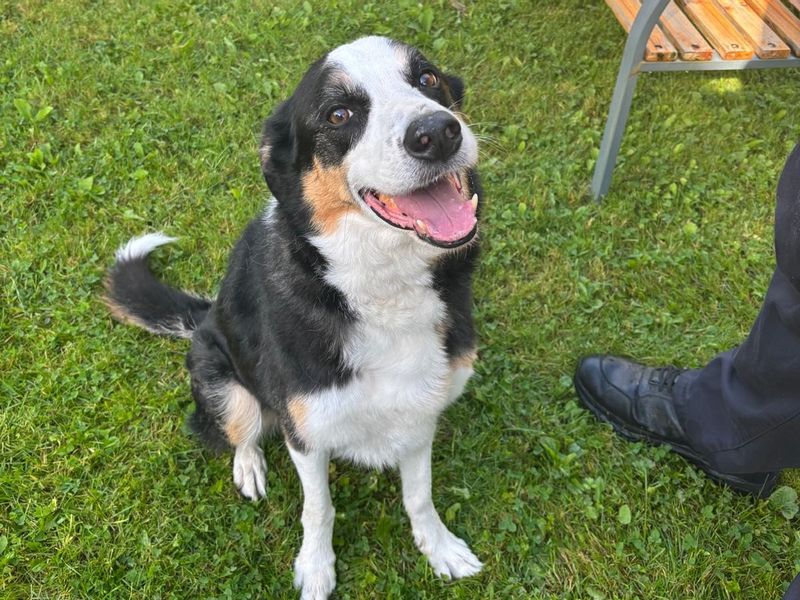 Border Collie for adoption in , – 8 years old - Image 2 of 2