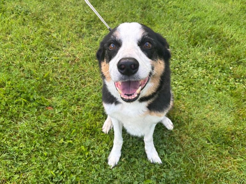 Border Collie for adoption in , – 8 years old