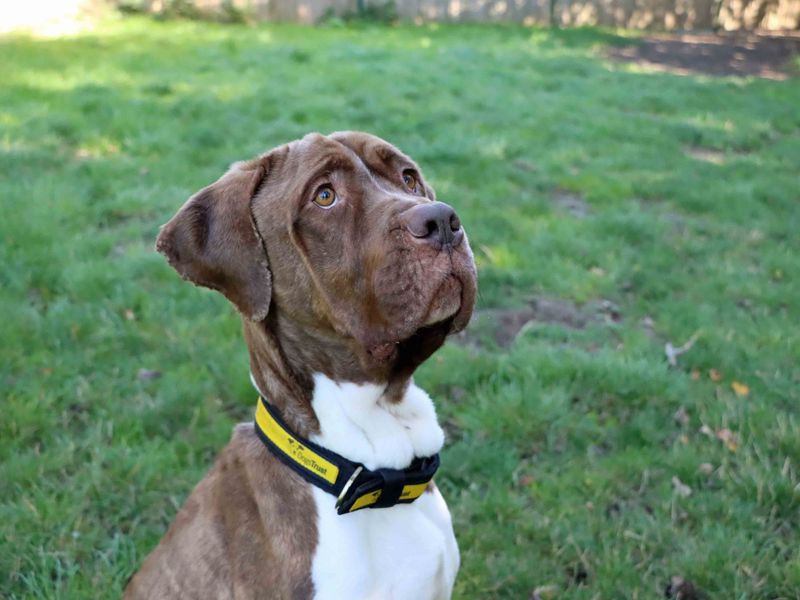 Simba, a 4 years old male Crossbreed available for adoption from Dogs Trust in Darlington, County Durham
