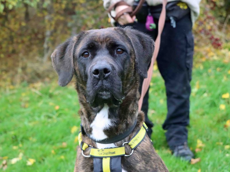 Nala | Neapolitan Mastiff Cross | Darlington - 1