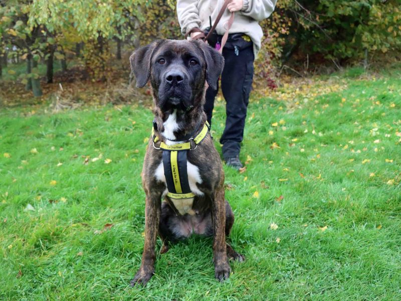 Staffordshire Bull Terrier for adoption in Sadberge, Co Durham – 3 years old - Image 2 of 2