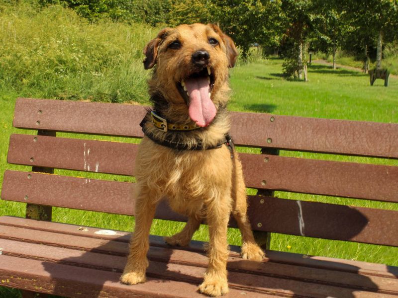undefined | Terrier (Lakeland) | undefined - 3