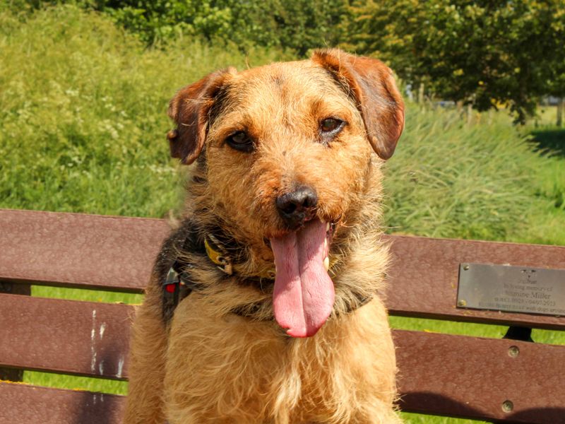 undefined | Terrier (Lakeland) | undefined - 2