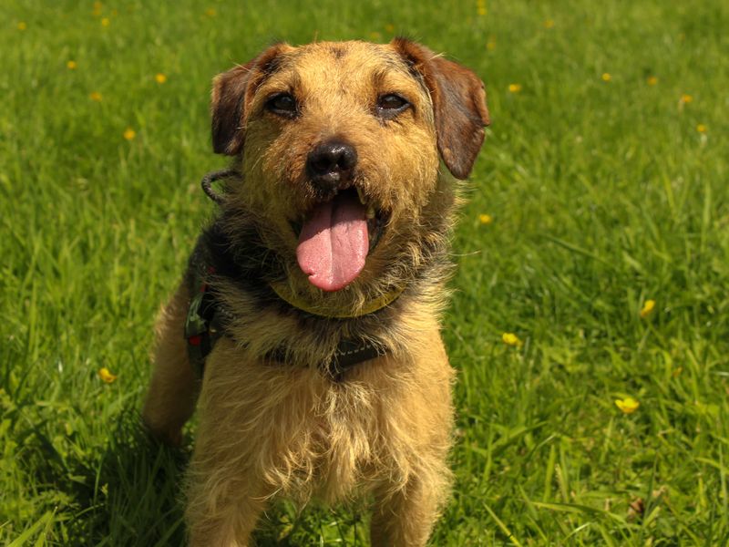 undefined | Terrier (Lakeland) | undefined - 1