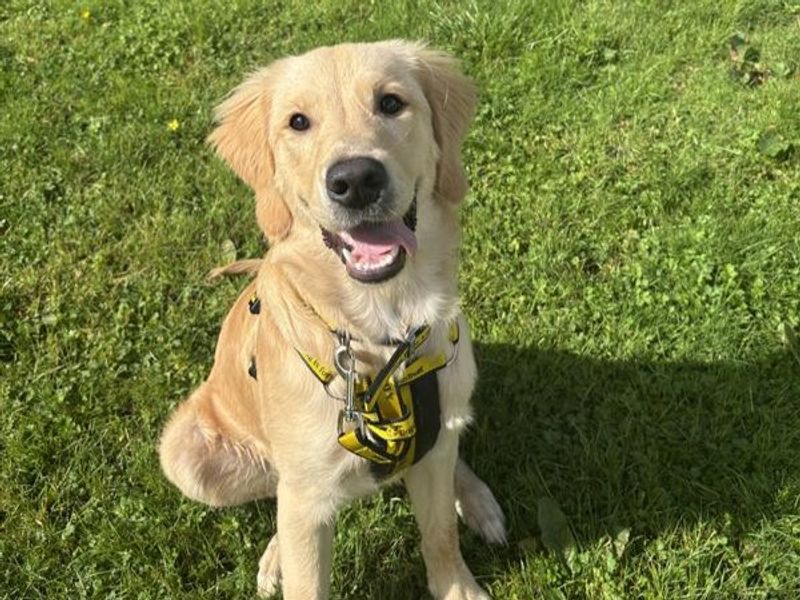 Golden Retriever for adoption in Ballymena, Co Antrim – 6 months old