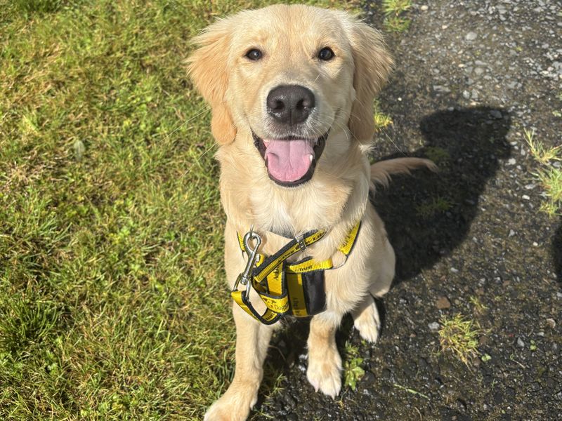 Golden Retriever for adoption in Ballymena, Co Antrim – 8 months old - Image 2 of 2