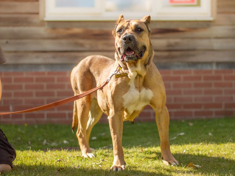 Cane Corso for adoption in Kenilworth, Warks – 2 years old - Image 6 of 6