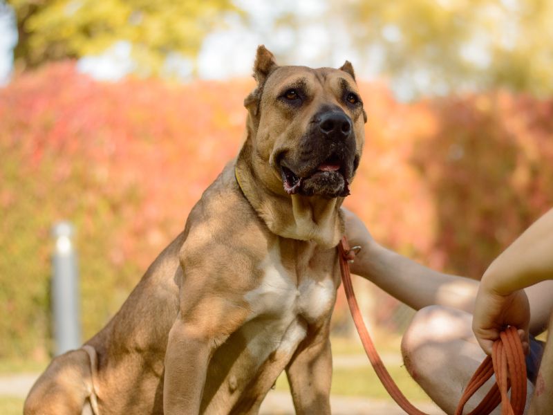 Cane Corso for adoption in Kenilworth, Warks – 2 years old - Image 4 of 6