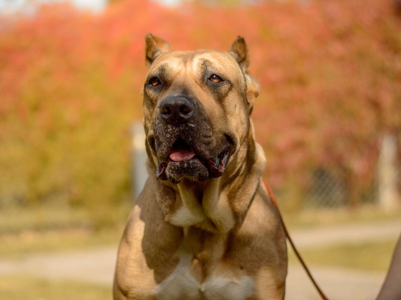 Cane Corso for adoption in Kenilworth, Warks – 2 years old - Image 2 of 6