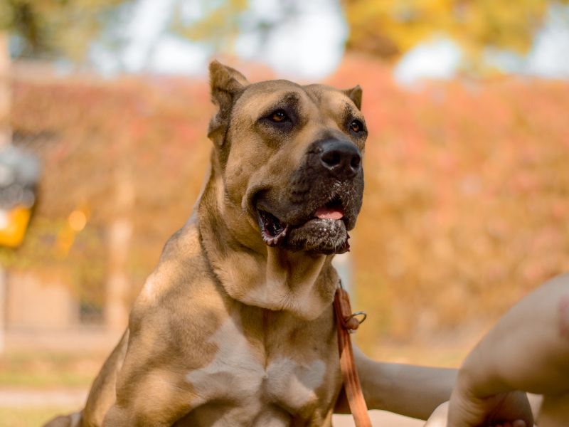 Cane Corso for adoption in Kenilworth, Warks – 2 years old