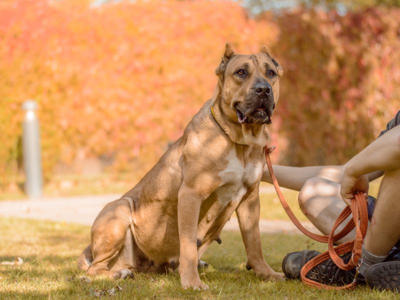 Cane Corso for adoption in Kenilworth, Warks – 2 years old - Image 3 of 6