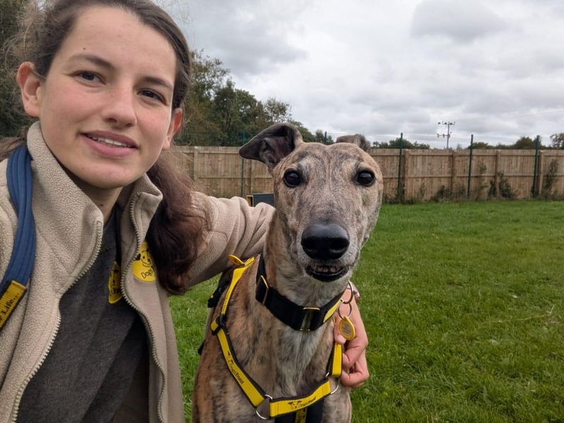 Greyhound for adoption in West Calder, West Lothian – 7 years old - Image 3 of 3
