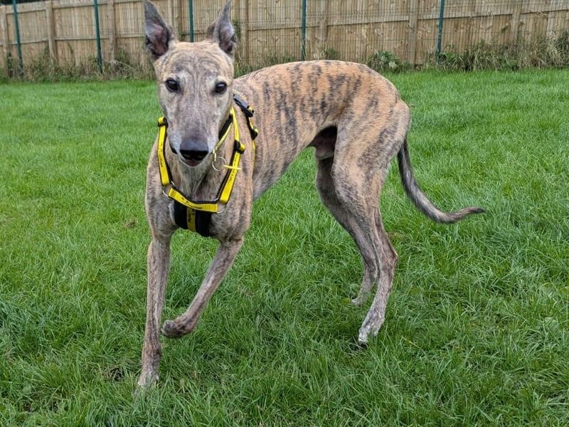 Greyhound for adoption in West Calder, West Lothian – 7 years old