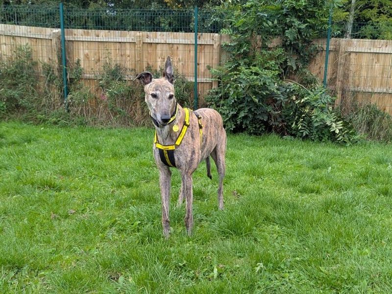 Greyhound for adoption in West Calder, West Lothian – 7 years old - Image 2 of 3