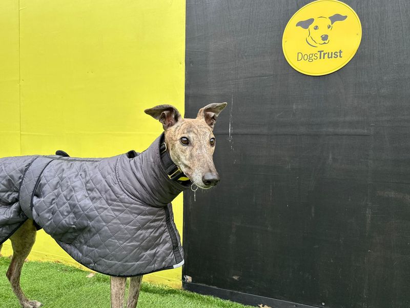 Leopold Longlegs | Greyhound | West Calder (Edinburgh) - 1