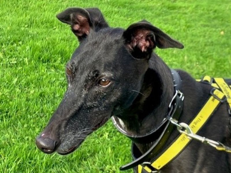 Greyhound for adoption in Telford, Shropshire – 8 years old - Image 2 of 4