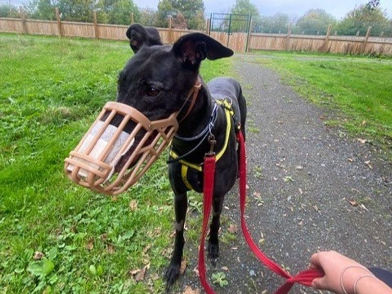 Greyhound for adoption in Telford, Shropshire – 8 years old - Image 4 of 4