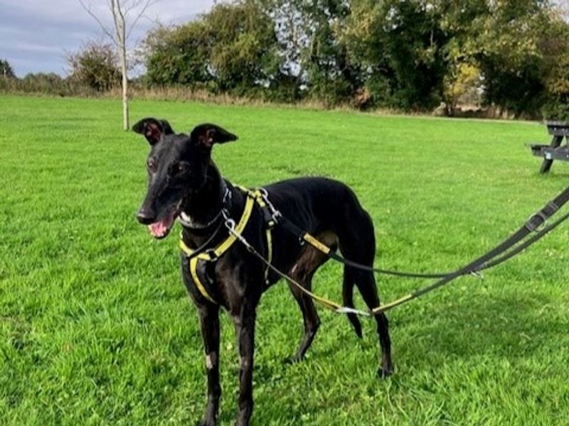 Greyhound for adoption in Telford, Shropshire – 8 years old - Image 3 of 4