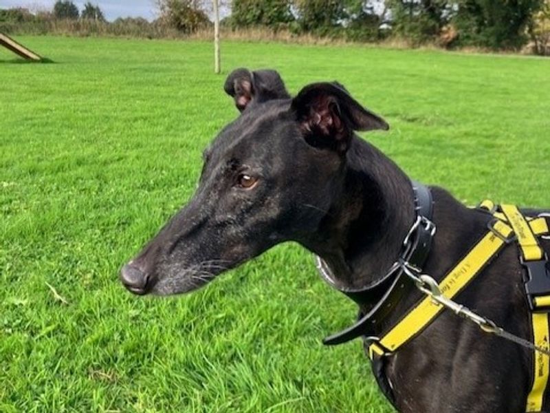 Greyhound for adoption in Telford, Shropshire – 8 years old