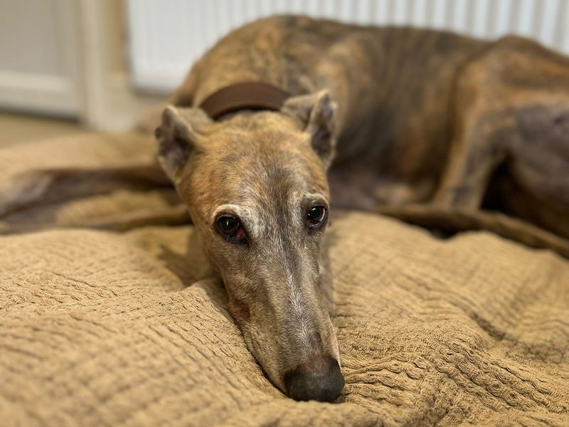 Greyhound for adoption in Telford, Shropshire – 10 years old - Image 2 of 3