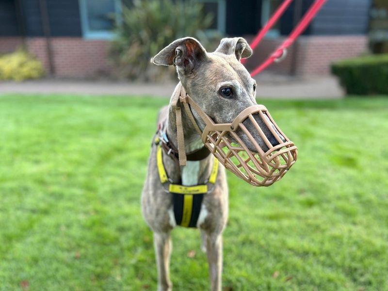 Greyhound for adoption in Telford, Shropshire – 10 years old - Image 3 of 3