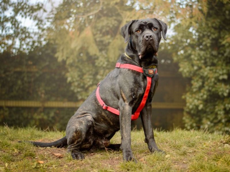 Colonel | Italian Corso Dog | Kenilworth (West Midlands) - 1