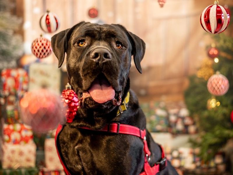 Colonel, a 4 years old male Cane Corso available for adoption from Dogs Trust in Kenilworth, Warwickshire
