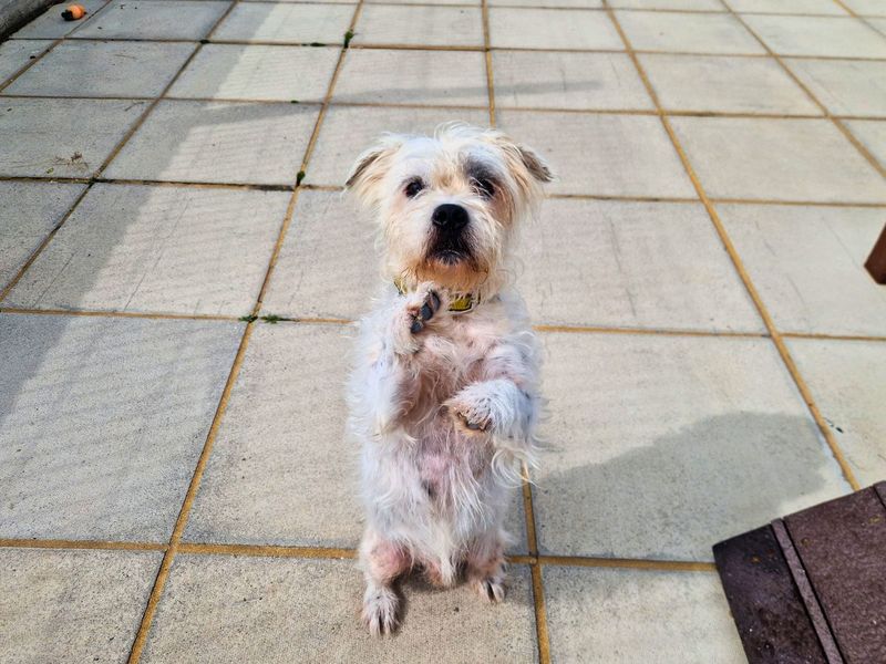 Shih Tzu for adoption in Newton Tony, Wiltshire – 6 years old