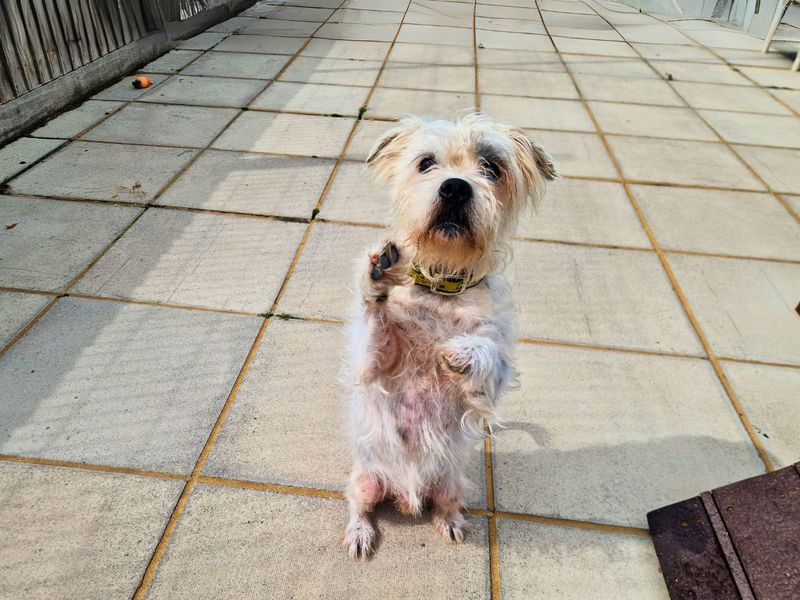 Shih Tzu for adoption in Newton Tony, Wiltshire – 6 years old - Image 3 of 3