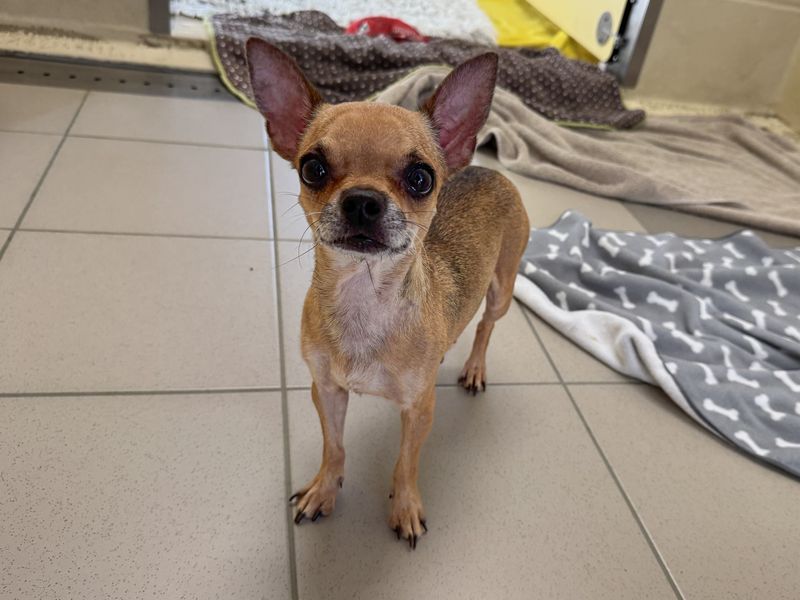 Chihuahua for adoption in Wickford, Essex – 6 years old