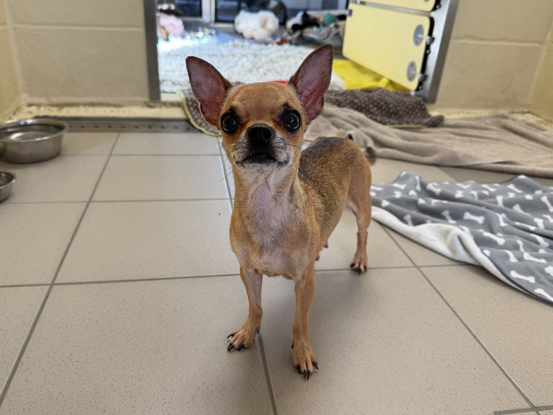 Chihuahua for adoption in Wickford, Essex – 6 years old - Image 2 of 2