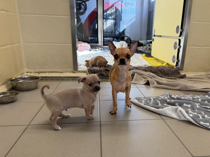 Sweep | Chihuahua (Smooth Coat) | Basildon (Essex) - 1