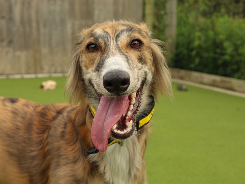 undefined | Saluki | undefined - 2