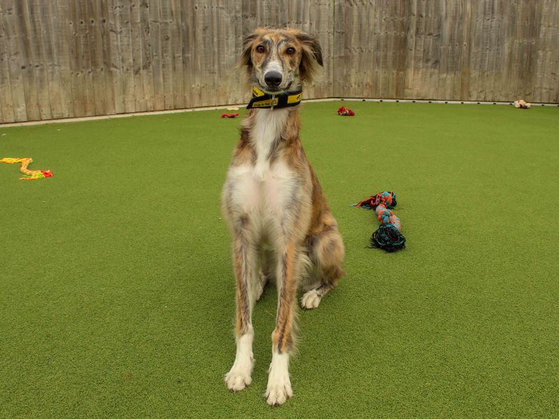 undefined | Saluki | undefined - 1