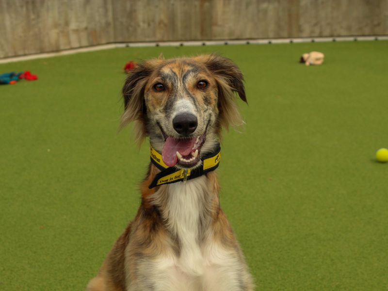 undefined | Saluki | undefined - 3