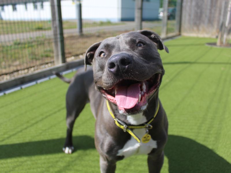 Staffordshire Bull Terrier for adoption in Evesham, Worcestershire – 1 year old - Image 2 of 2