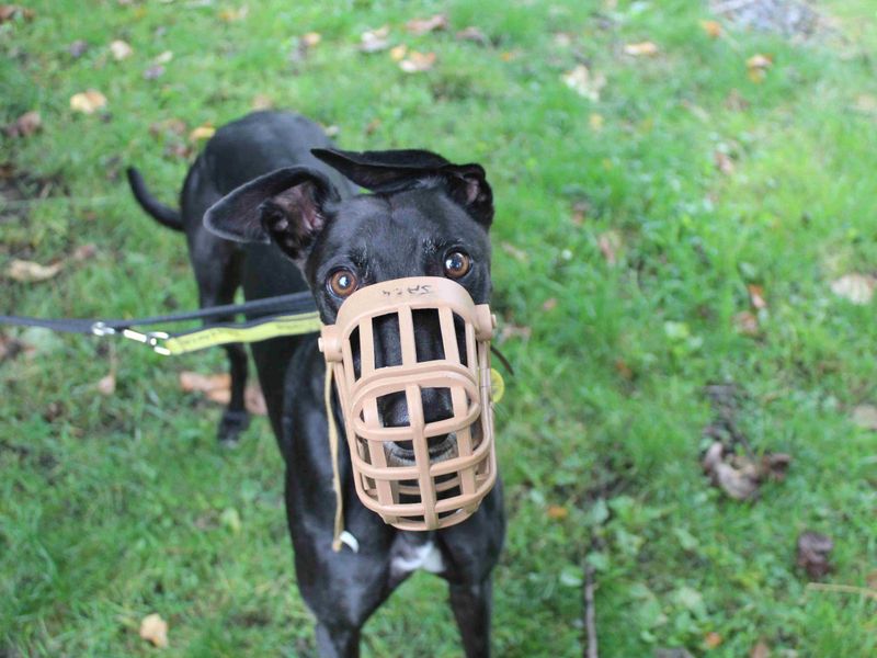 Greyhound for adoption in Glasgow, Scotland – 5 years old