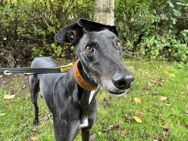 Greyhound for adoption in Glasgow, Scotland – 5 years old - Image 2 of 2