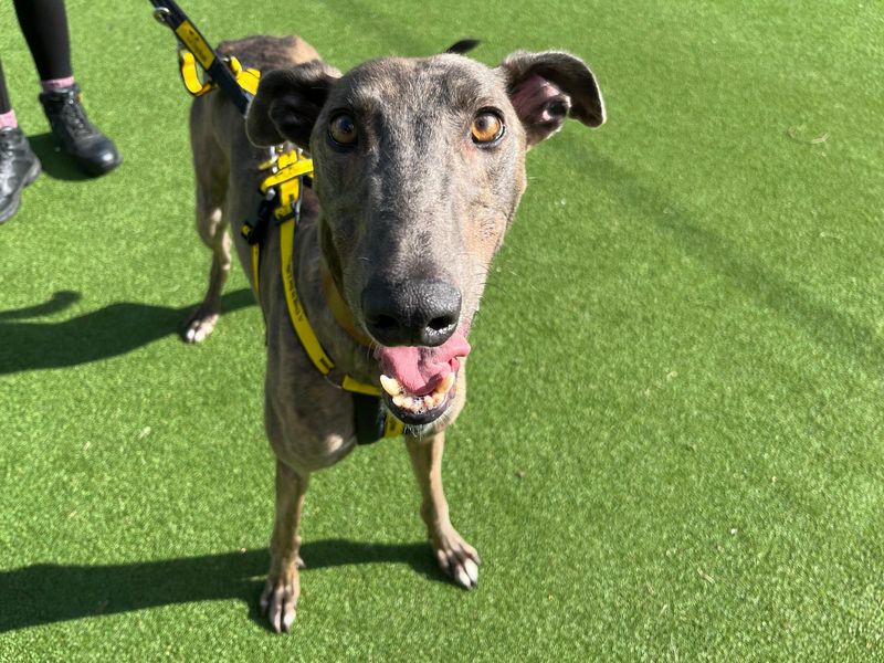 Greyhound for adoption in Glasgow, Scotland – 4 years old - Image 2 of 3