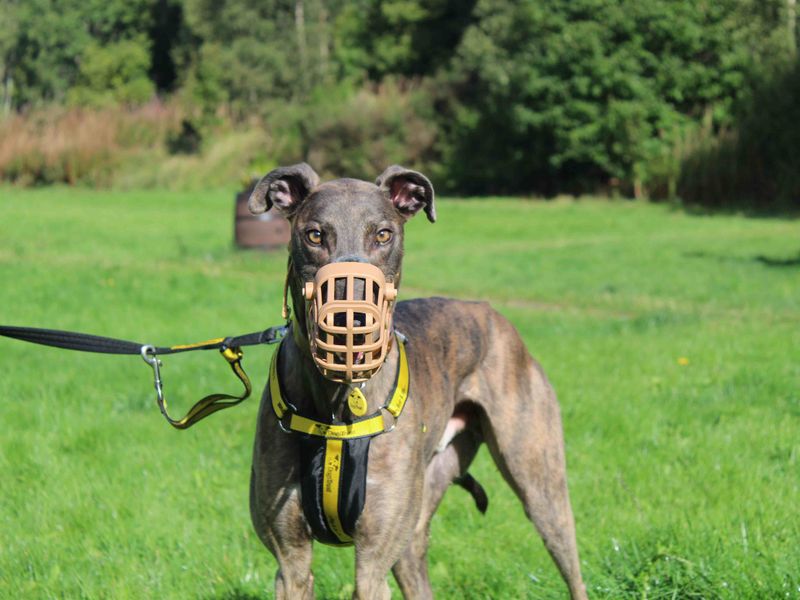 Greyhound for adoption in Glasgow, Scotland – 4 years old - Image 3 of 3
