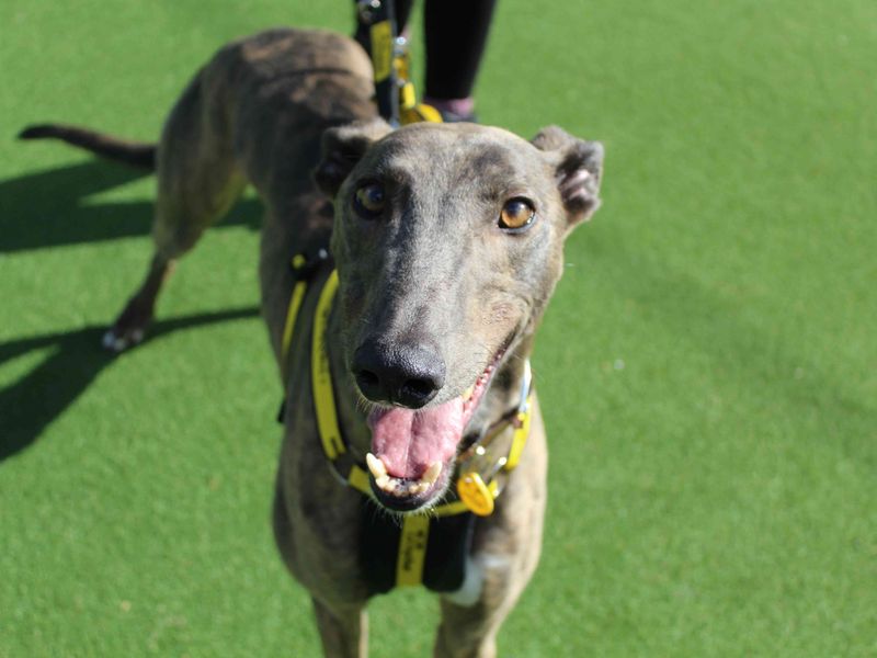 Greyhound for adoption in Glasgow, Scotland – 4 years old