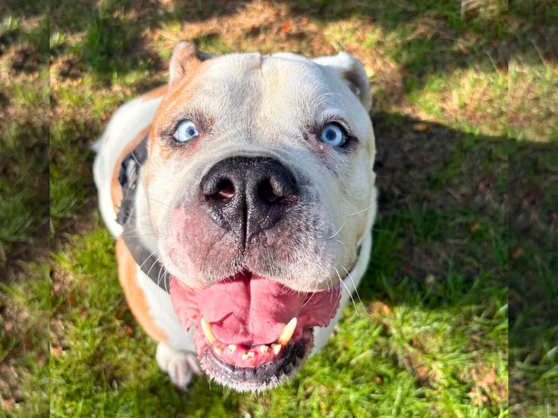 English Bulldog for adoption in Uxbridge, London – 7 years old