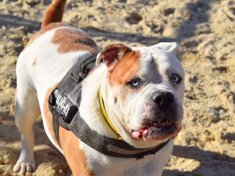 English Bulldog for adoption in Uxbridge, London – 7 years old - Image 2 of 2